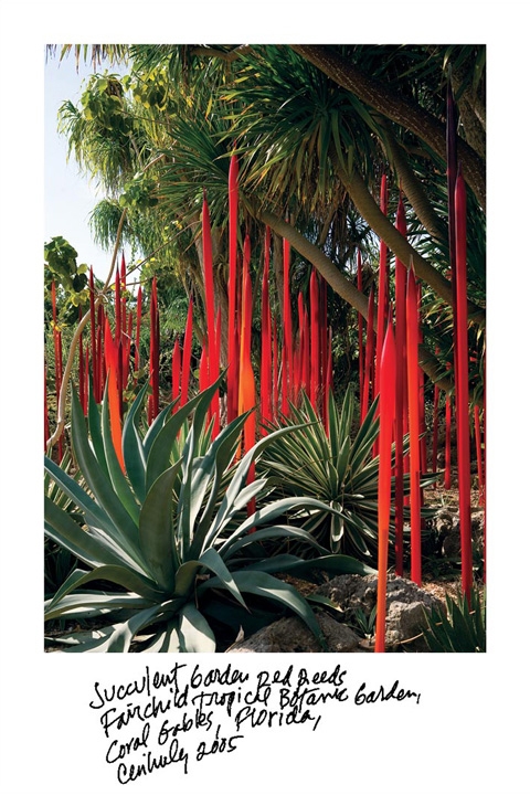 Succulent Garden Red Reeds